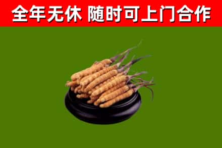 宿迁回收冬虫夏草