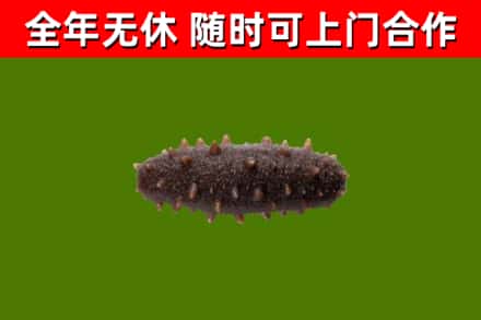 宿迁回收海参干